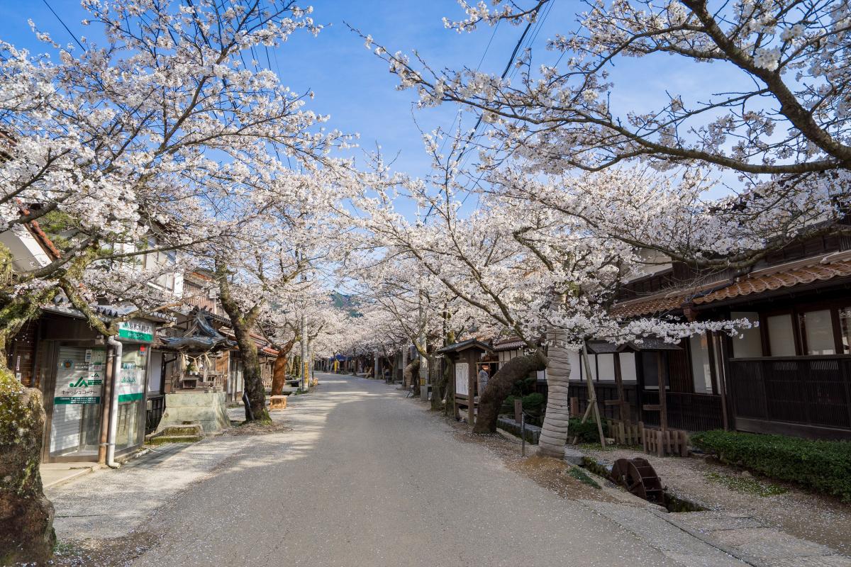 がいせん桜（昼）