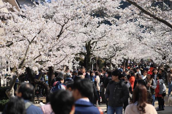 がいせん桜