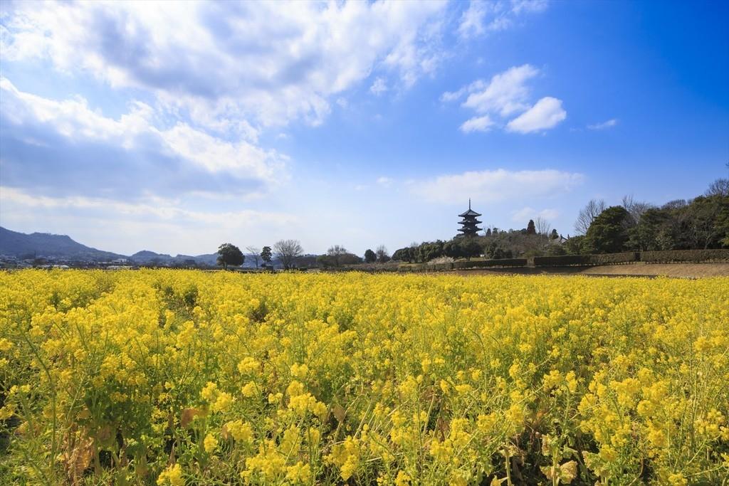 五重塔と菜の花