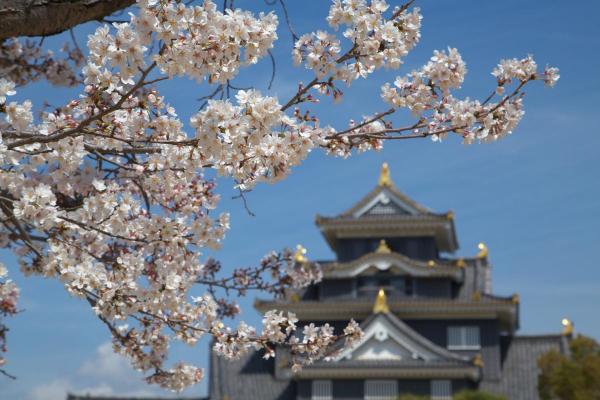 桜と岡山城