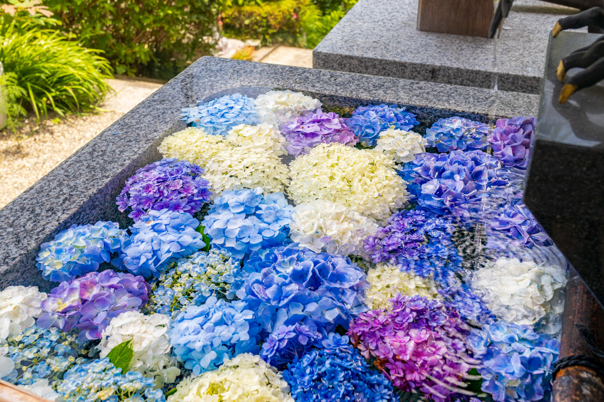 備前あじさい寺「大瀧山西法院」で紫陽花が見頃！かわいい猫の副住職さんもご紹介